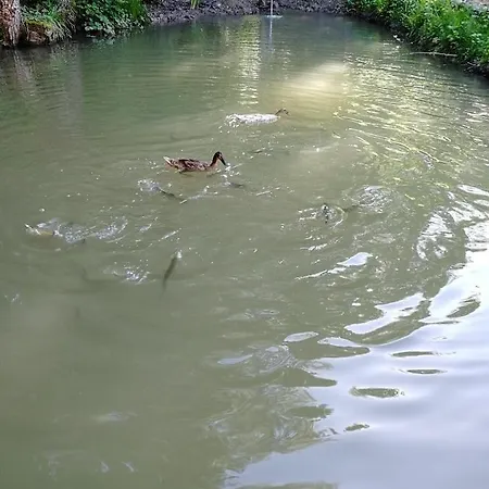 Daire Am Waldrand Von Bregenzer Wald