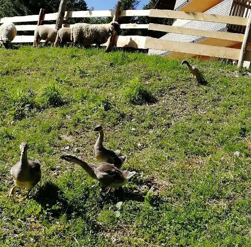 Am Waldrand Von Bregenzer Wald *